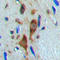 Histone Deacetylase 6 antibody, LS-C356091, Lifespan Biosciences, Immunohistochemistry frozen image 