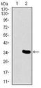 Mesoderm posterior protein 2 antibody, NBP2-37424, Novus Biologicals, Western Blot image 