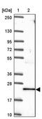 TNF Alpha Induced Protein 8 antibody, PA5-63397, Invitrogen Antibodies, Western Blot image 