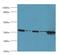 MAS1 Proto-Oncogene, G Protein-Coupled Receptor antibody, MBS7000222, MyBioSource, Western Blot image 