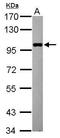 Elongator complex protein 2 antibody, GTX121449, GeneTex, Western Blot image 