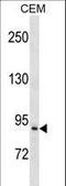 Prolyl Endopeptidase antibody, LS-C158730, Lifespan Biosciences, Western Blot image 