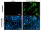 Pancreatic Polypeptide antibody, GTX628832, GeneTex, Immunofluorescence image 