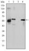 ATP Binding Cassette Subfamily G Member 2 (Junior Blood Group) antibody, GTX60450, GeneTex, Western Blot image 