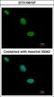 TLE Family Member 2, Transcriptional Corepressor antibody, GTX106107, GeneTex, Immunocytochemistry image 