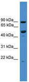 Mab-21 Domain Containing 2 antibody, TA337576, Origene, Western Blot image 