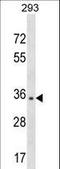 Nucleotide Binding Protein 1 antibody, LS-C158430, Lifespan Biosciences, Western Blot image 