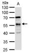 Tubulin Alpha 1a antibody, GTX109832, GeneTex, Western Blot image 