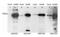 Autoimmune Regulator antibody, orb19236, Biorbyt, Western Blot image 