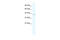 Tripartite Motif Containing 68 antibody, 28-096, ProSci, Western Blot image 