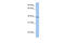 Aminomethyltransferase antibody, 26-849, ProSci, Western Blot image 