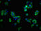 Solute Carrier Family 1 Member 2 antibody, CSB-PA021433LA01HU, Cusabio, Immunofluorescence image 