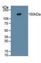 Protein Tyrosine Phosphatase Receptor Type Z1 antibody, abx131519, Abbexa, Western Blot image 