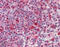 Heat shock 70 kDa protein 1A/1B antibody, MBS565035, MyBioSource, Immunohistochemistry frozen image 