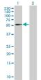Zinc Finger Protein 136 antibody, H00007695-D01P, Novus Biologicals, Western Blot image 
