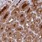 Musculoskeletal, Embryonic Nuclear Protein 1 antibody, NBP2-14747, Novus Biologicals, Immunohistochemistry paraffin image 
