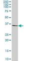 Tafazzin antibody, H00006901-M12, Novus Biologicals, Western Blot image 