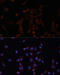 CANX antibody, 16-150, ProSci, Immunofluorescence image 