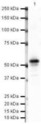 Carbonic Anhydrase 9 antibody, PA5-19441, Invitrogen Antibodies, Western Blot image 