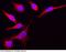 Eukaryotic Translation Initiation Factor 5A antibody, 15096-T34, Sino Biological, Immunohistochemistry frozen image 