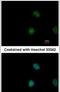 Signal Transducer And Activator Of Transcription 5A antibody, PA5-29709, Invitrogen Antibodies, Immunofluorescence image 