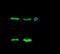 CD3 antibody, 10977-R801, Sino Biological, Immunoprecipitation image 