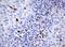 Homeobox D10 antibody, MA5-26485, Invitrogen Antibodies, Immunohistochemistry frozen image 