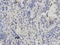 Chromobox 5 antibody, LS-C331259, Lifespan Biosciences, Immunohistochemistry frozen image 