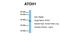 Atonal BHLH Transcription Factor 1 antibody, PA5-68557, Invitrogen Antibodies, Western Blot image 