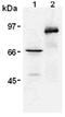 c-Myc antibody, ADI-MSA-110-F, Enzo Life Sciences, Western Blot image 