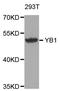 Y-Box Binding Protein 1 antibody, abx005214, Abbexa, Western Blot image 