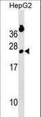 GINS Complex Subunit 2 antibody, LS-C159727, Lifespan Biosciences, Western Blot image 