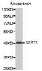 Septin 2 antibody, MBS128217, MyBioSource, Western Blot image 