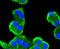 Mitogen-Activated Protein Kinase Kinase 5 antibody, A03980-2, Boster Biological Technology, Immunocytochemistry image 