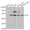 Docking Protein 1 antibody, abx004349, Abbexa, Western Blot image 