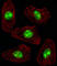 Nucleophosmin 1 antibody, abx031733, Abbexa, Western Blot image 