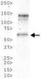 MYCN Proto-Oncogene, BHLH Transcription Factor antibody, GTX20057, GeneTex, Western Blot image 