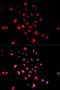 Jun Proto-Oncogene, AP-1 Transcription Factor Subunit antibody, orb129564, Biorbyt, Immunocytochemistry image 
