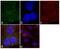 Protein Tyrosine Kinase 2 antibody, 700154, Invitrogen Antibodies, Immunofluorescence image 