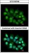 Protein Arginine Methyltransferase 2 antibody, GTX103749, GeneTex, Immunofluorescence image 