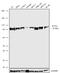 Polycomb protein SUZ12 antibody, 702490, Invitrogen Antibodies, Western Blot image 