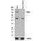 Eukaryotic Translation Initiation Factor 2 Alpha Kinase 3 antibody, AF3999, R&D Systems, Western Blot image 