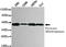 Pyruvate dehydrogenase E1 component subunit alpha, somatic form, mitochondrial antibody, TA347015, Origene, Western Blot image 