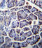 Pcx antibody, abx026849, Abbexa, Immunohistochemistry paraffin image 