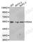 Pyruvate Dehydrogenase Complex Component X antibody, A2482, ABclonal Technology, Western Blot image 