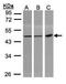 6-phosphogluconate dehydrogenase, decarboxylating antibody, TA308104, Origene, Western Blot image 