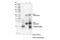 TNF Receptor Superfamily Member 17 antibody, 47988S, Cell Signaling Technology, Immunoprecipitation image 