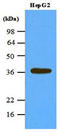 Protein Phosphatase 1 Catalytic Subunit Alpha antibody, LS-B2944, Lifespan Biosciences, Western Blot image 