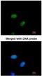 DnaJ Heat Shock Protein Family (Hsp40) Member B6 antibody, NBP1-32175, Novus Biologicals, Immunofluorescence image 