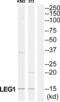 Galectin 1 antibody, abx014039, Abbexa, Western Blot image 